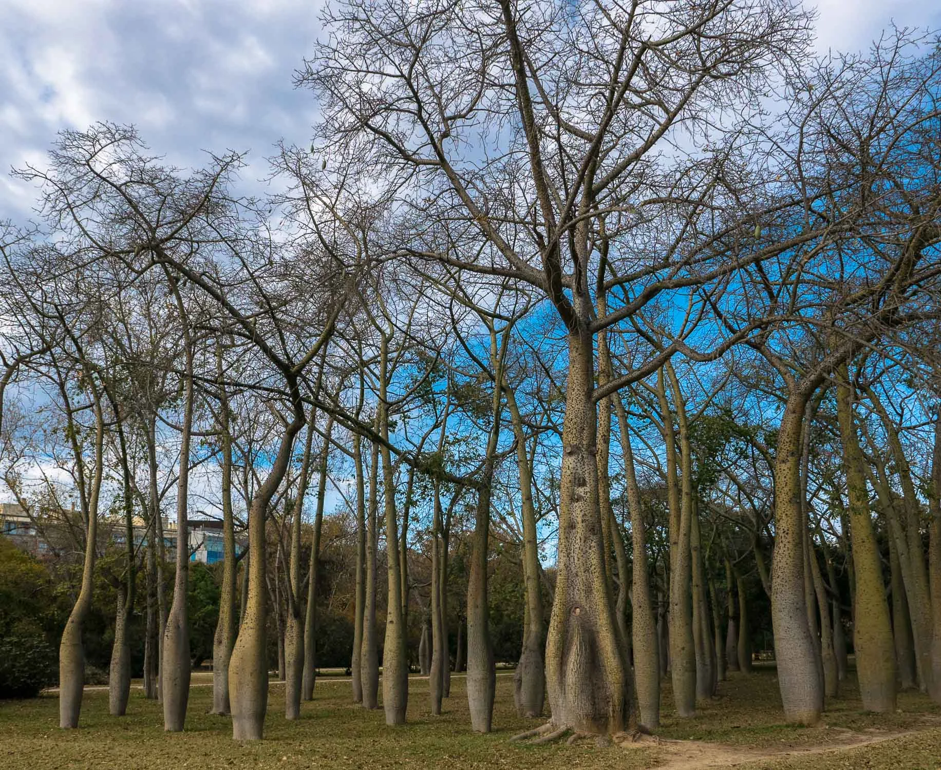 Old Boabab trees in one of the Turia gardens. 