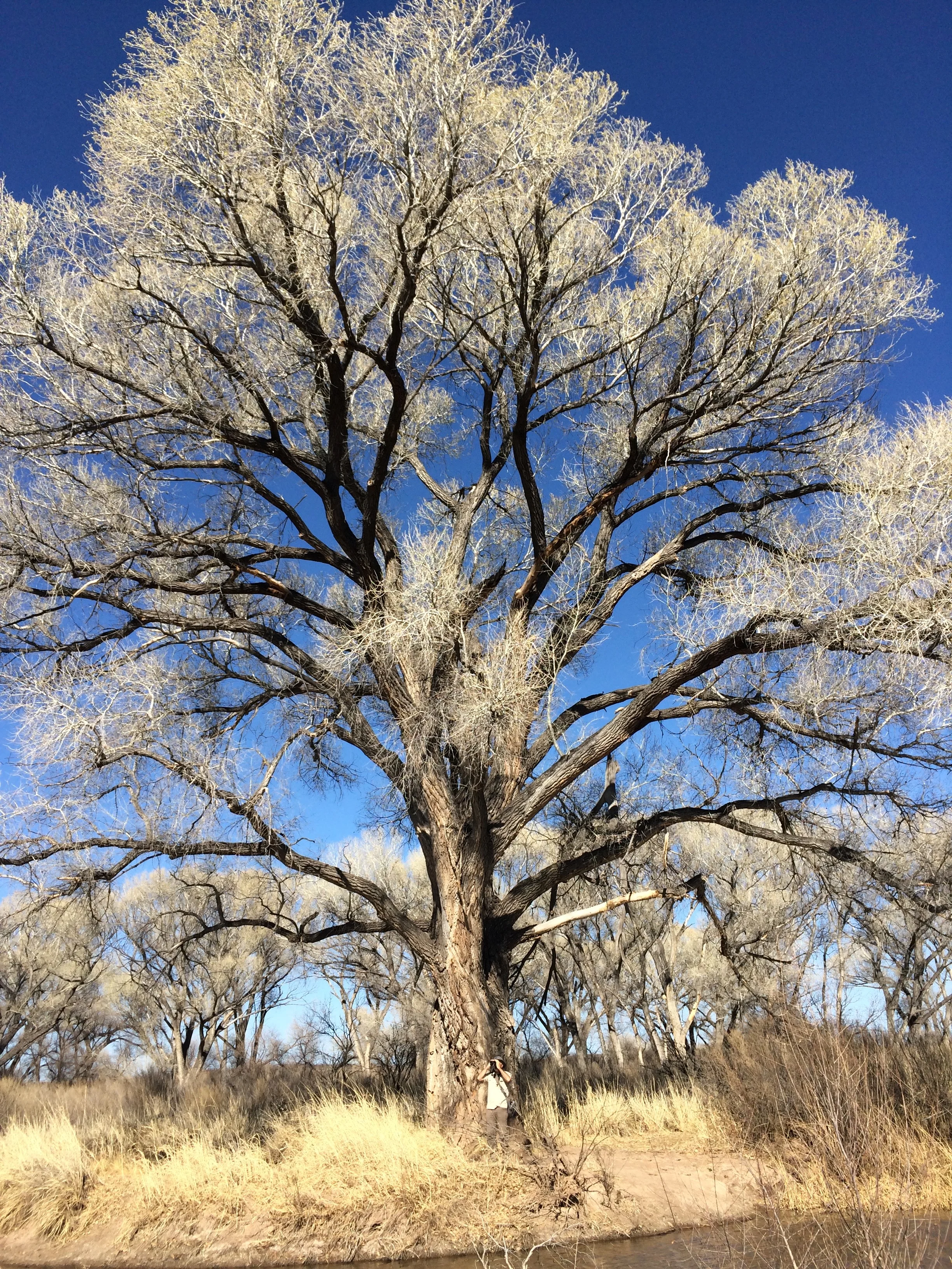 The biggest cottonwood trees I have ever seen at San Pedro River National Riparian Area, Arizona