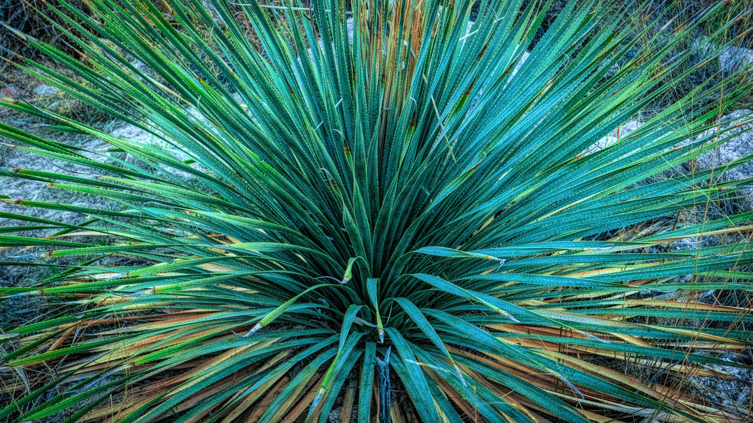 Sotol in Catalina State Park, Arizona. 