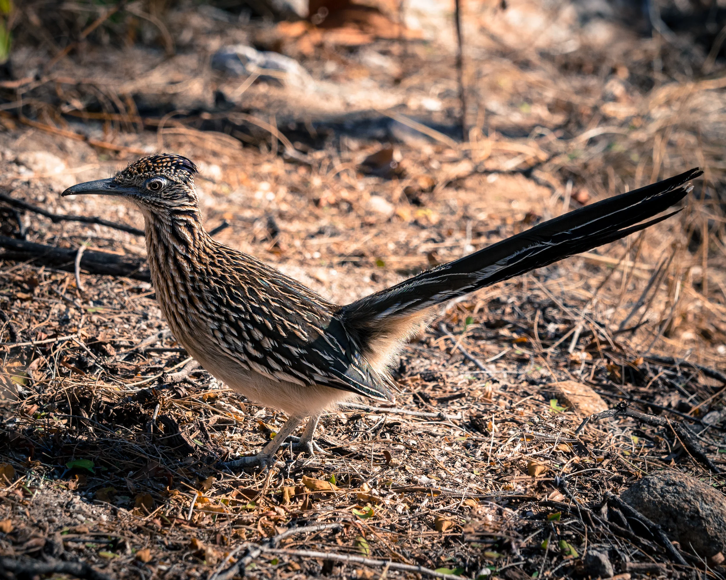 A roadrunner in Sabino Canyon. 