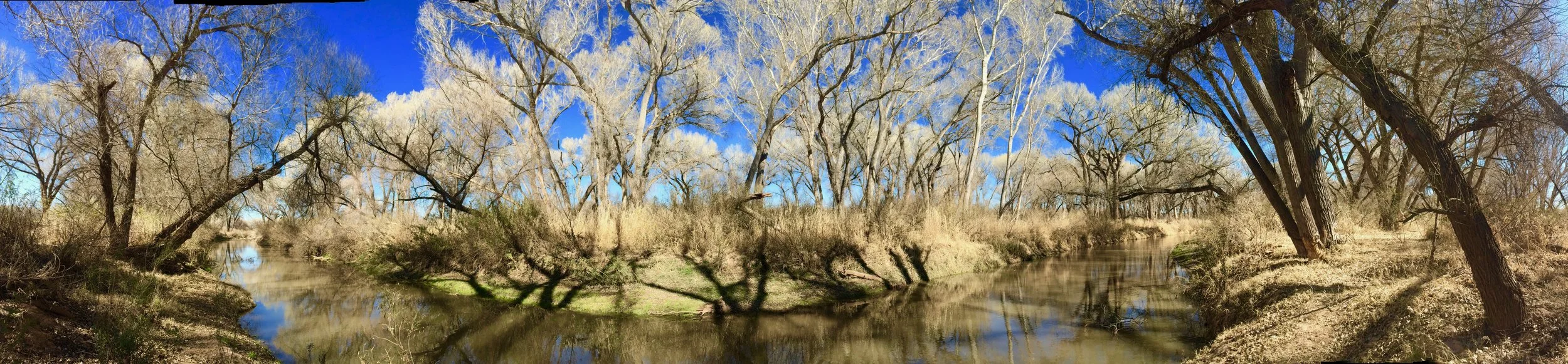 Winter cottonwoods in the corridor. 