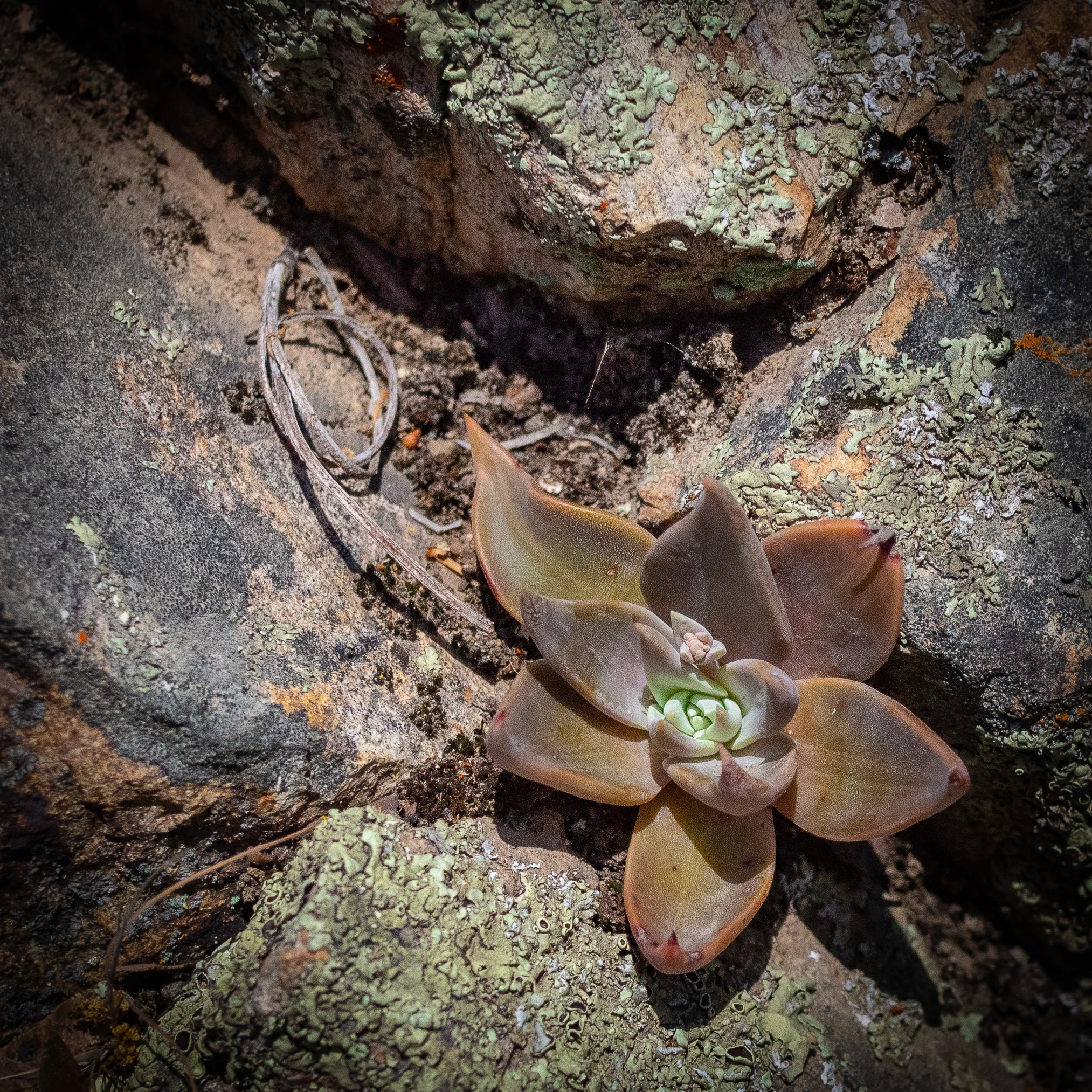 A succulent in California condor territory, Pinnacles National Park (2018). National Park cancelation stamp number 4. We are on a roll! We are on a walkabout. 