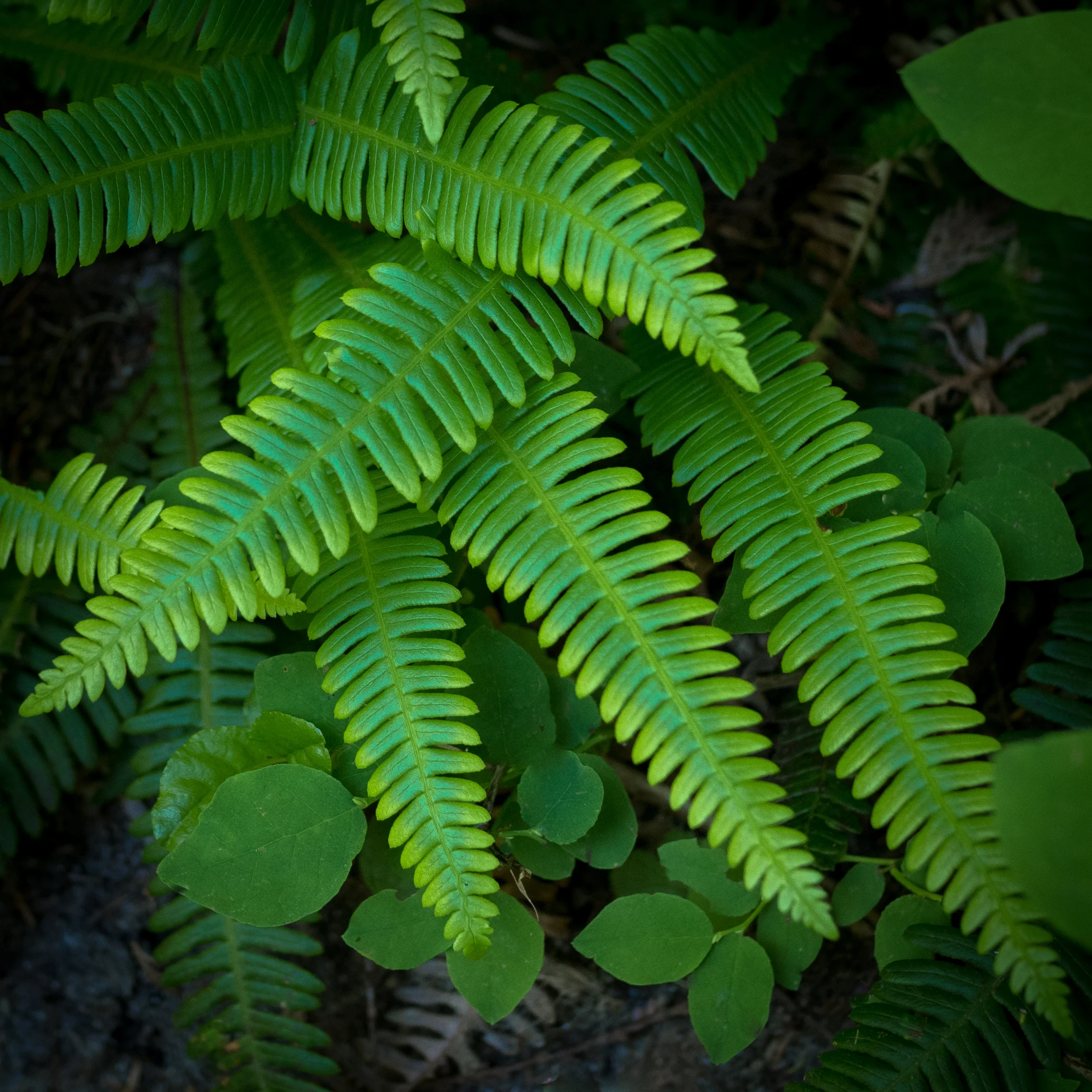Did I mention that I like ferns? 