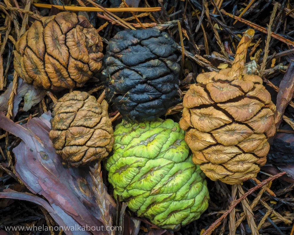 Cones-11.jpg