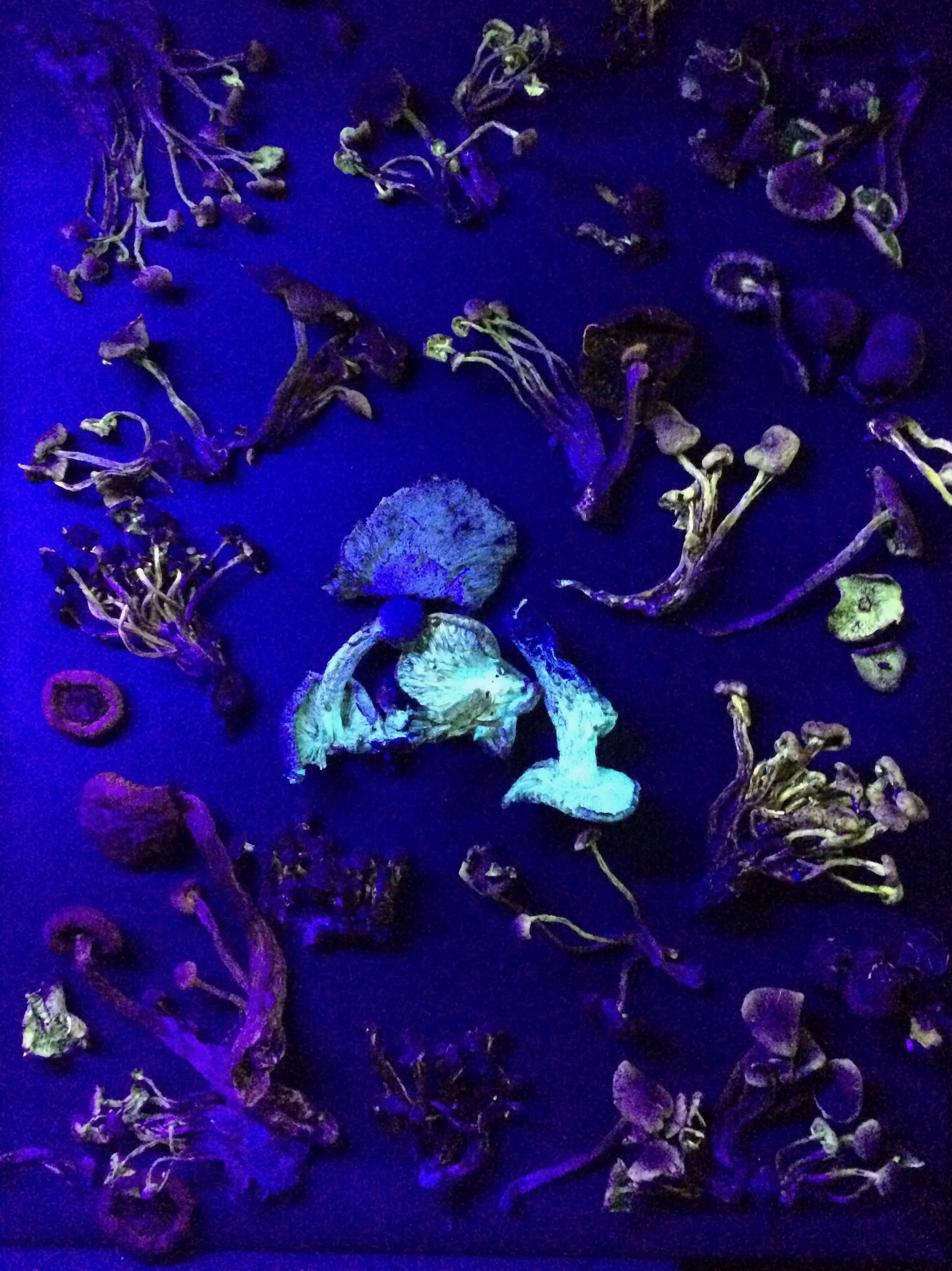 Inside the Mushroom Haunted House, the shrooms were all a ghostly glow.