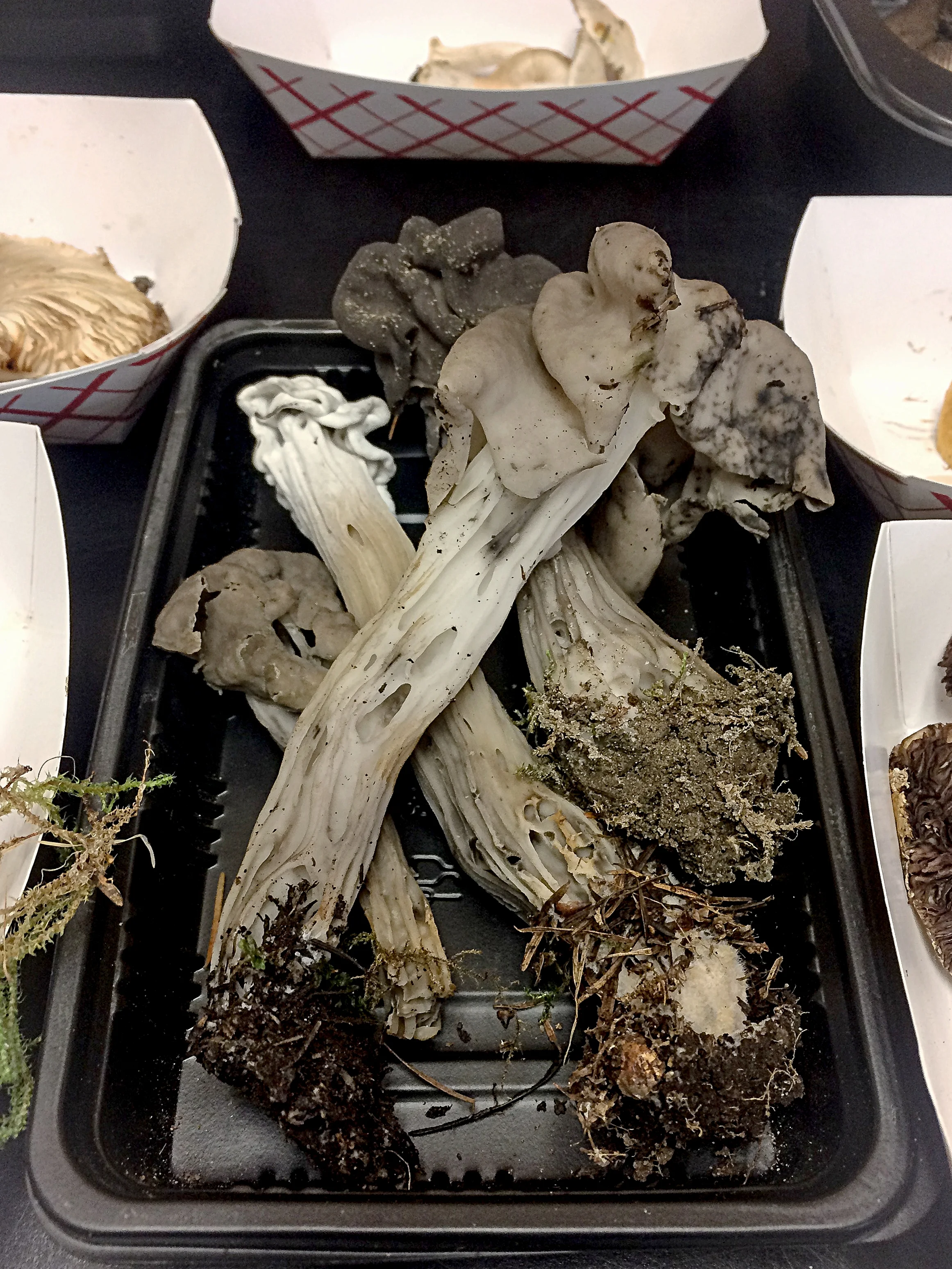 This mushroom does not have gills. That was the easy part.