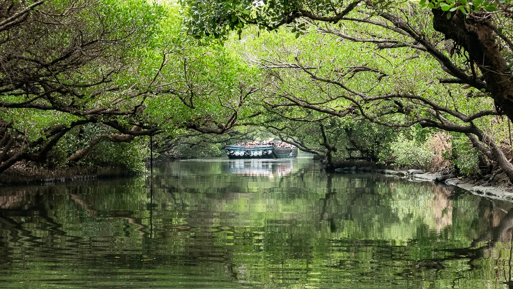 The tour did have a moment or two where the mangroves were reaching to meet one another.