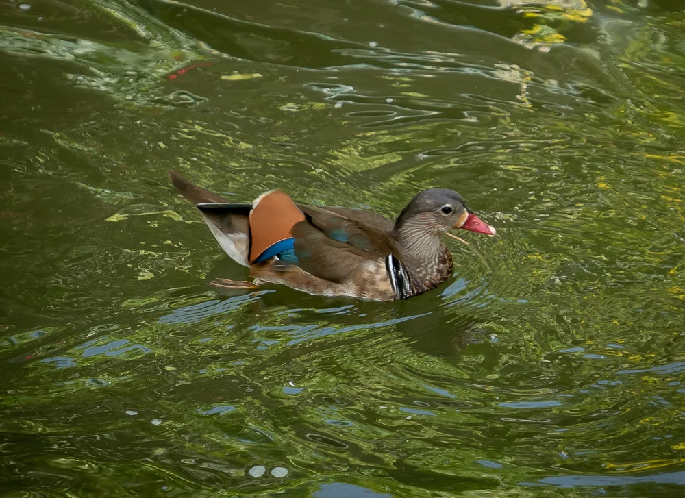 A mandarin duck.