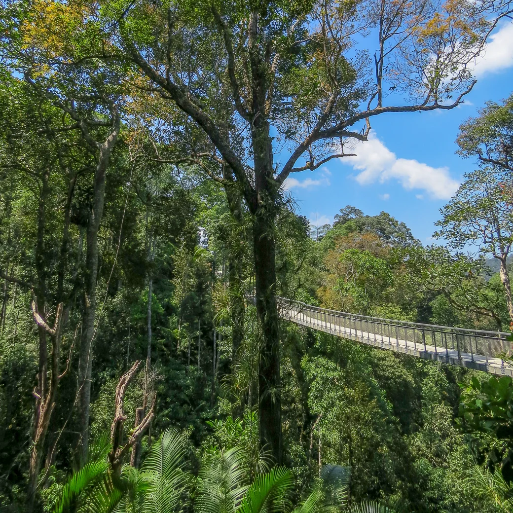 Look across the tree canopy.