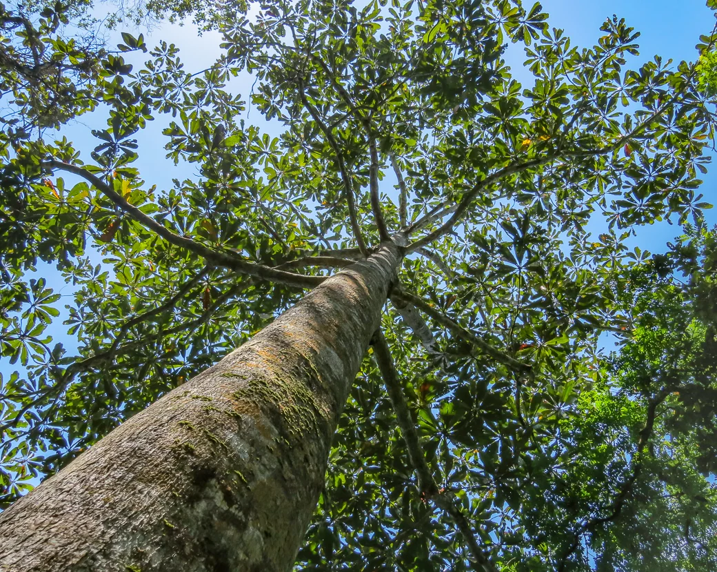 Look up! Wow. That’s tall.