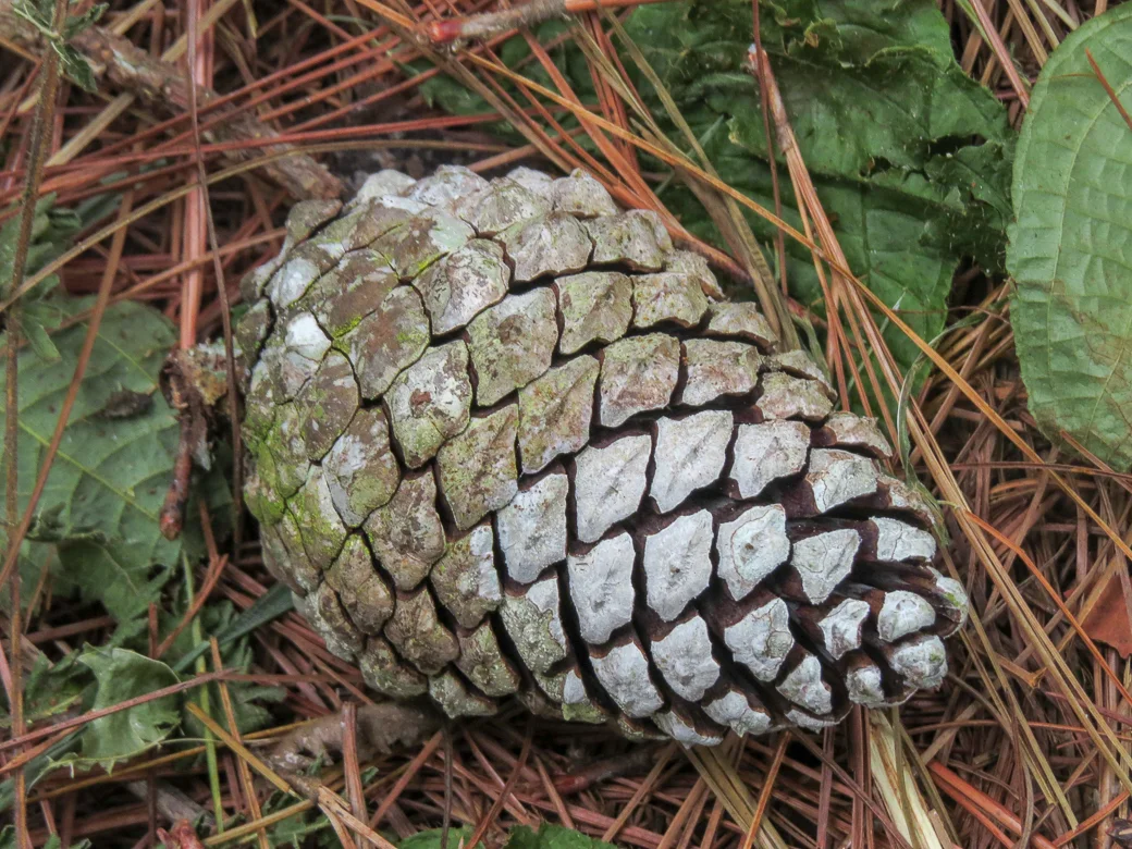 I like pine cones.