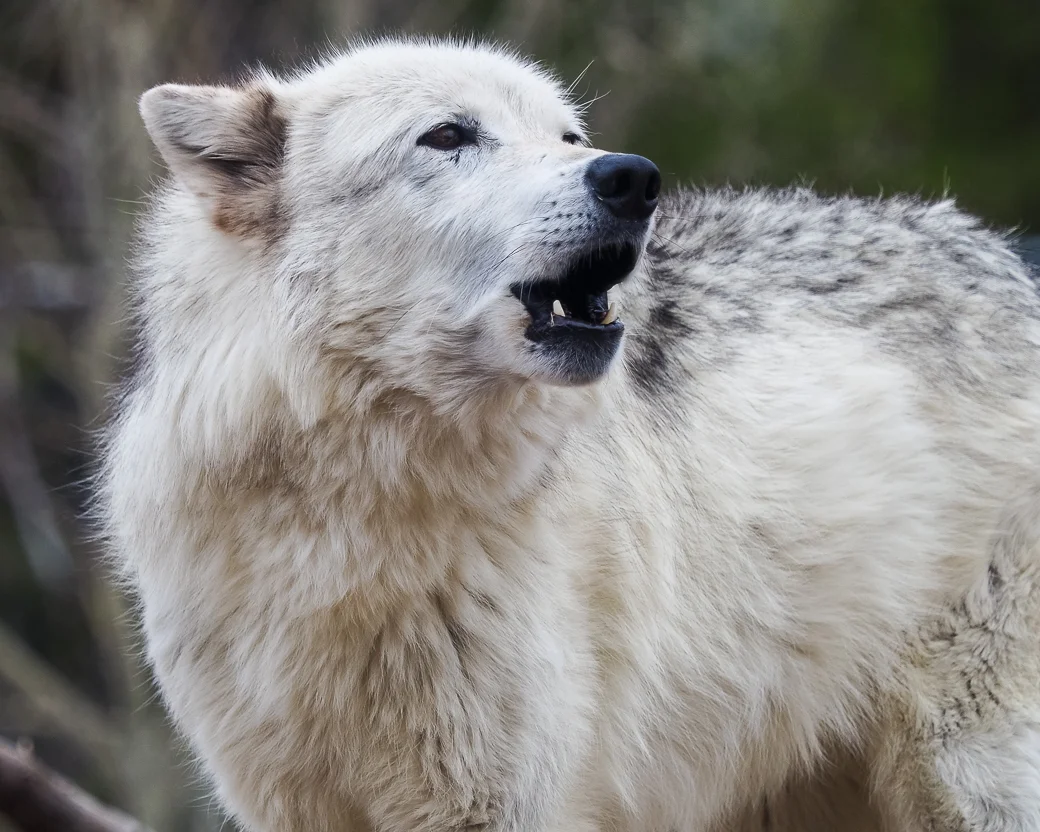 Photographed at the Grizzly and Wolf Discovery Center, West Yellowstone.