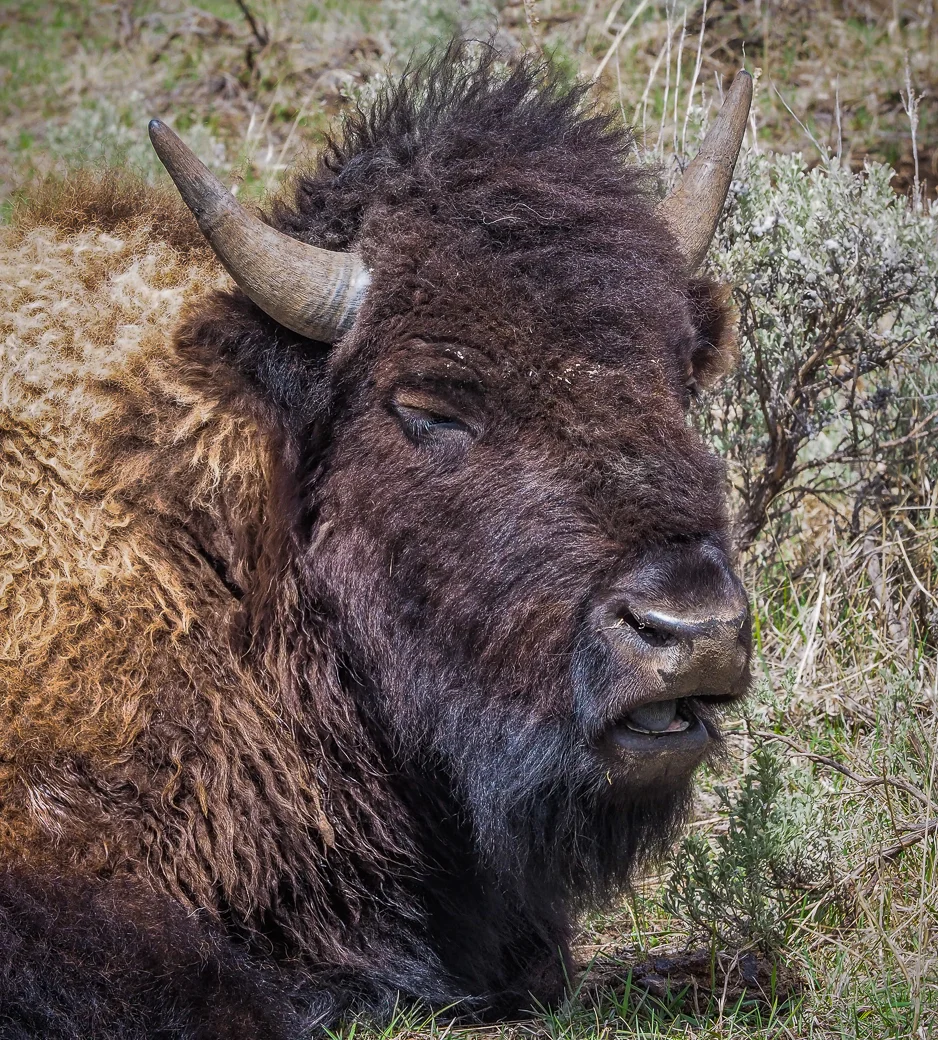 Wild bison. My photos seem so ho-hum.