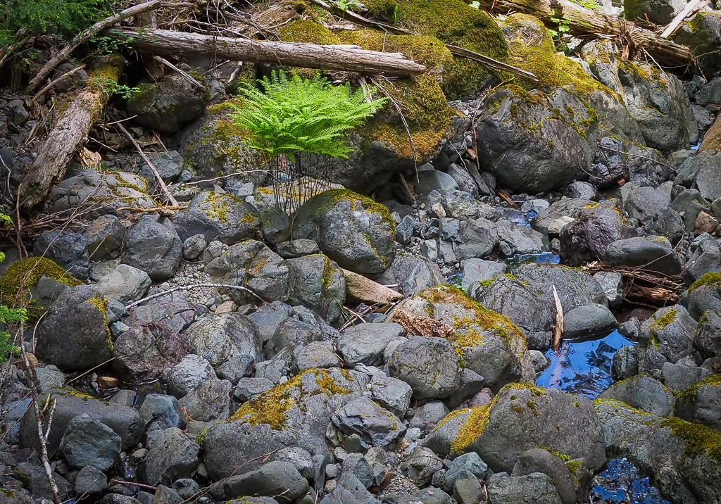 Maidenhair ferns and puddles in the Olympic National Forest.