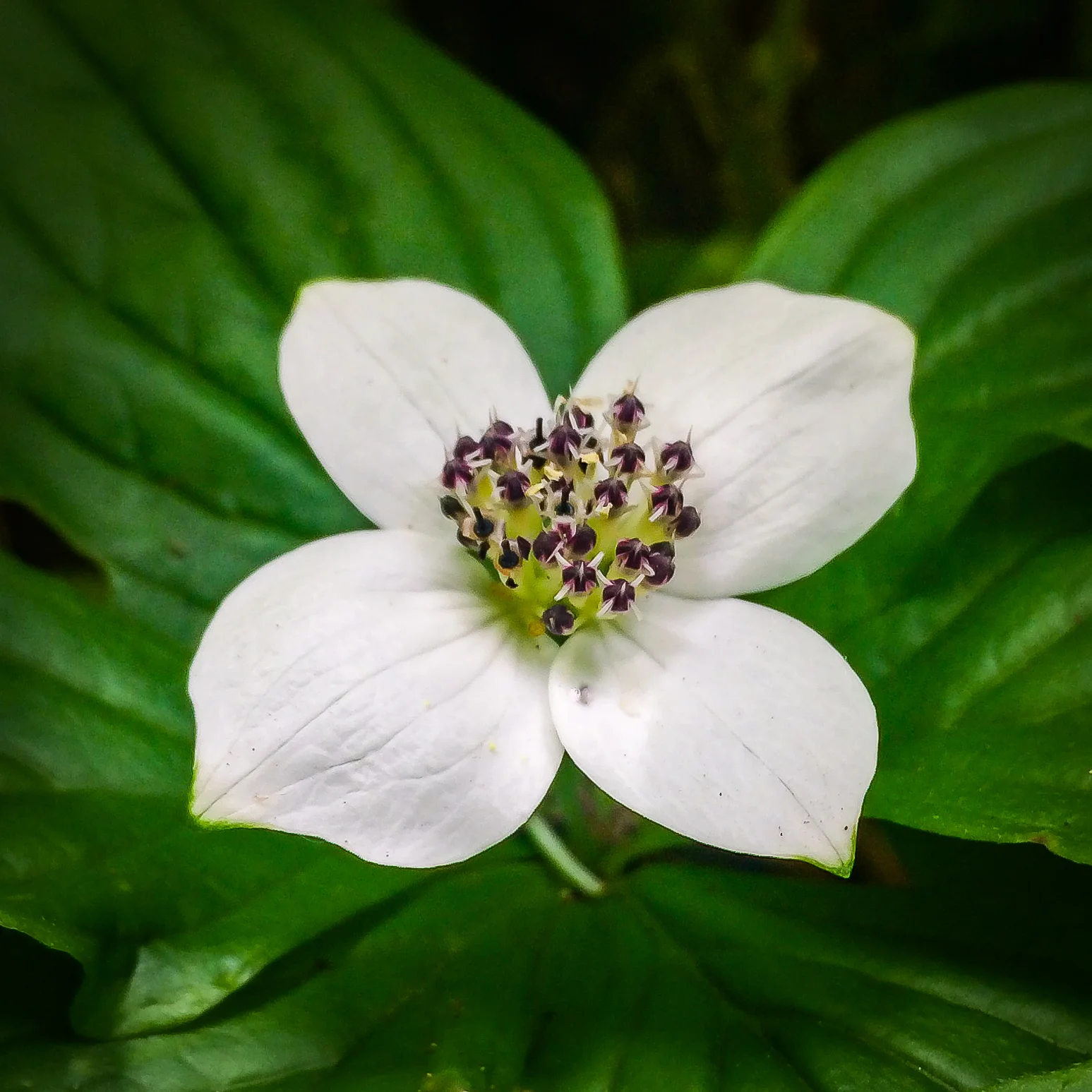 Bunchberry- a six inch dogwood.