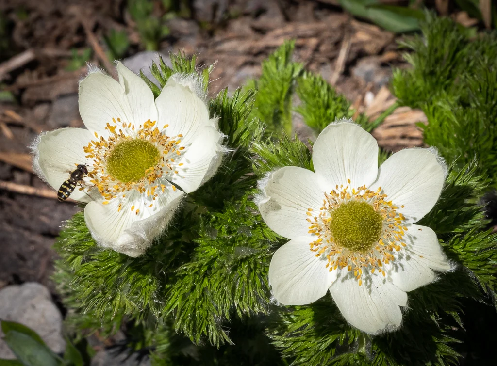 Wildflowers, photographed while standing on the trail.