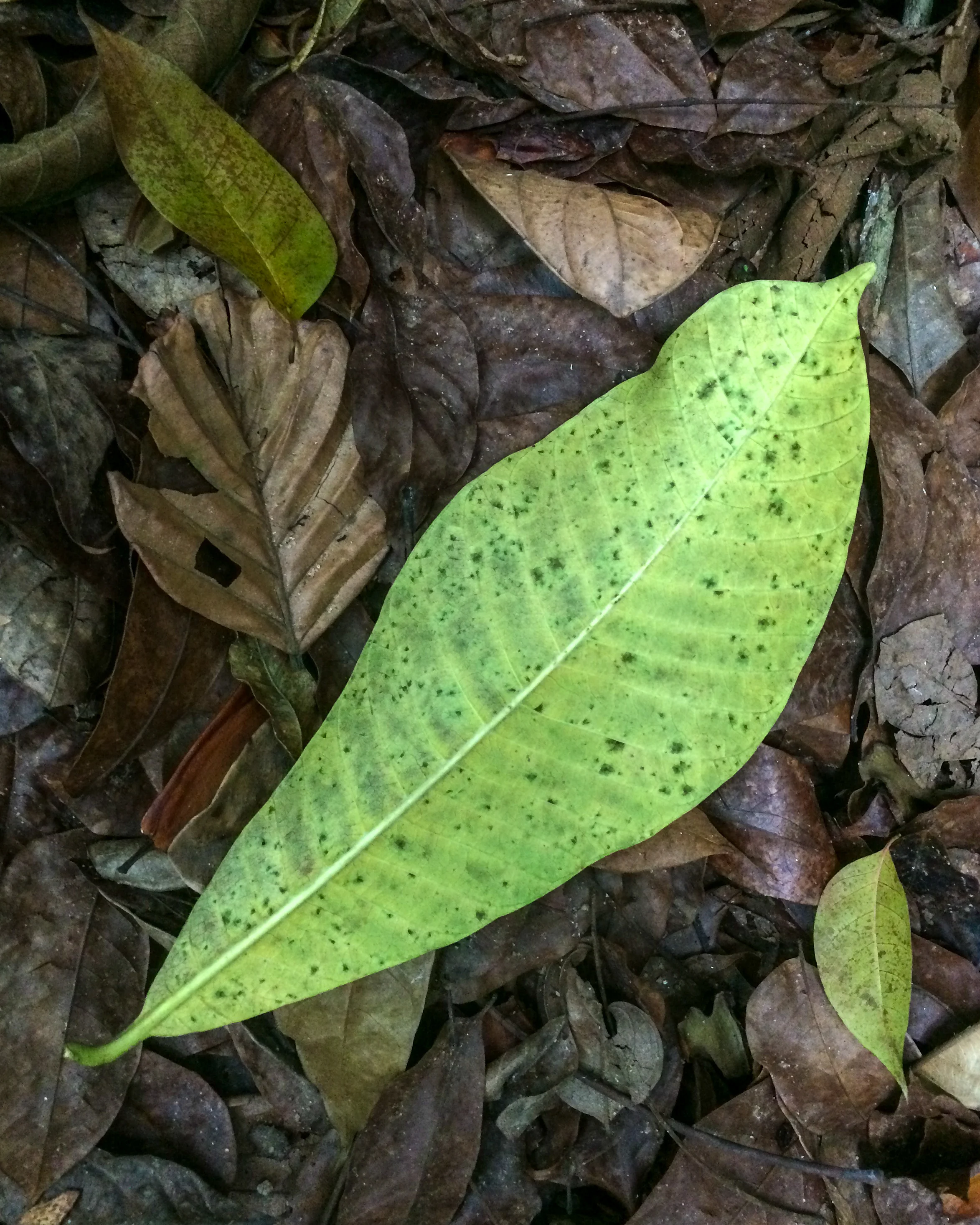Leaves, seeds and pods.