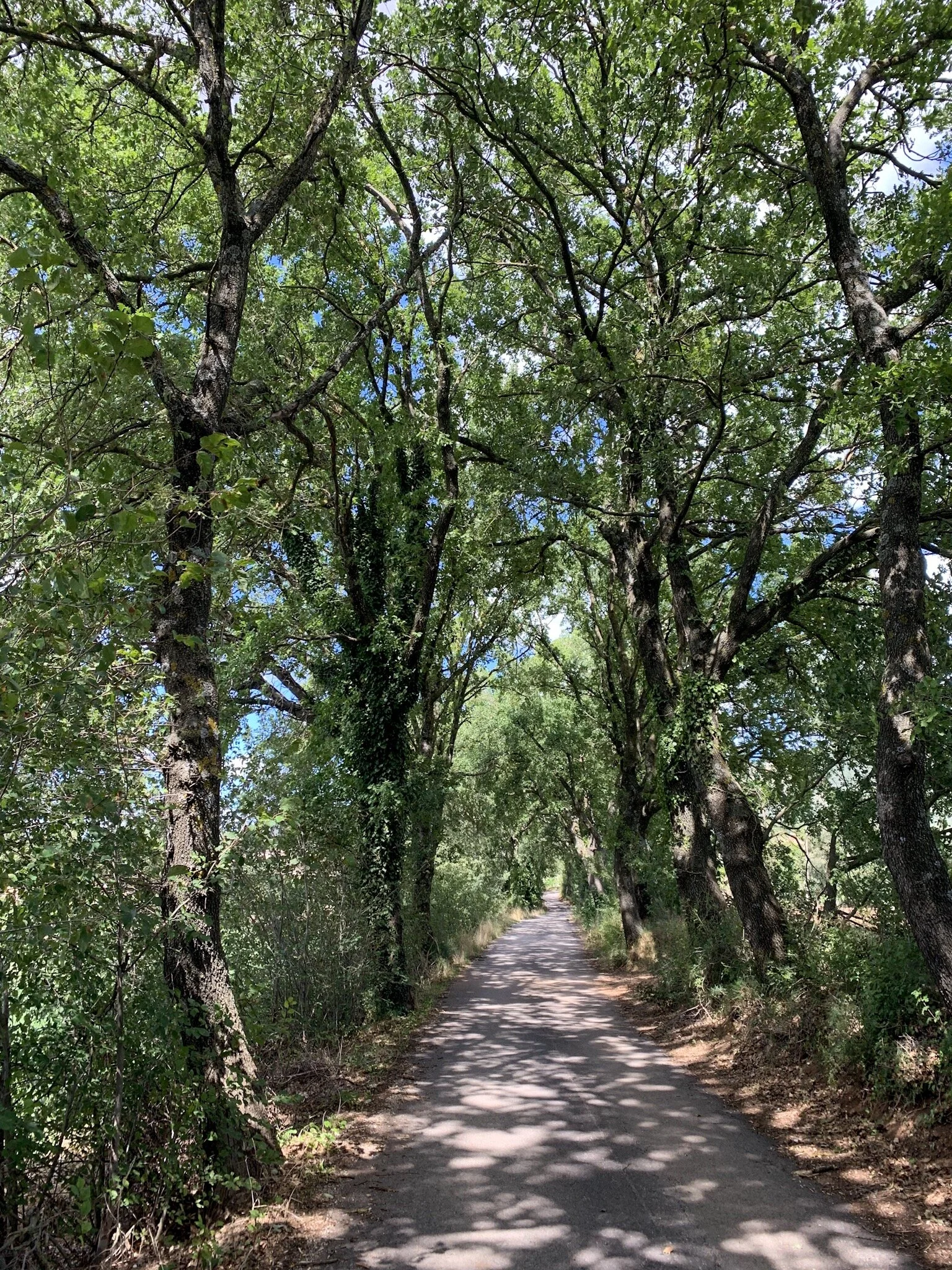 I wish I could remember every tree.
