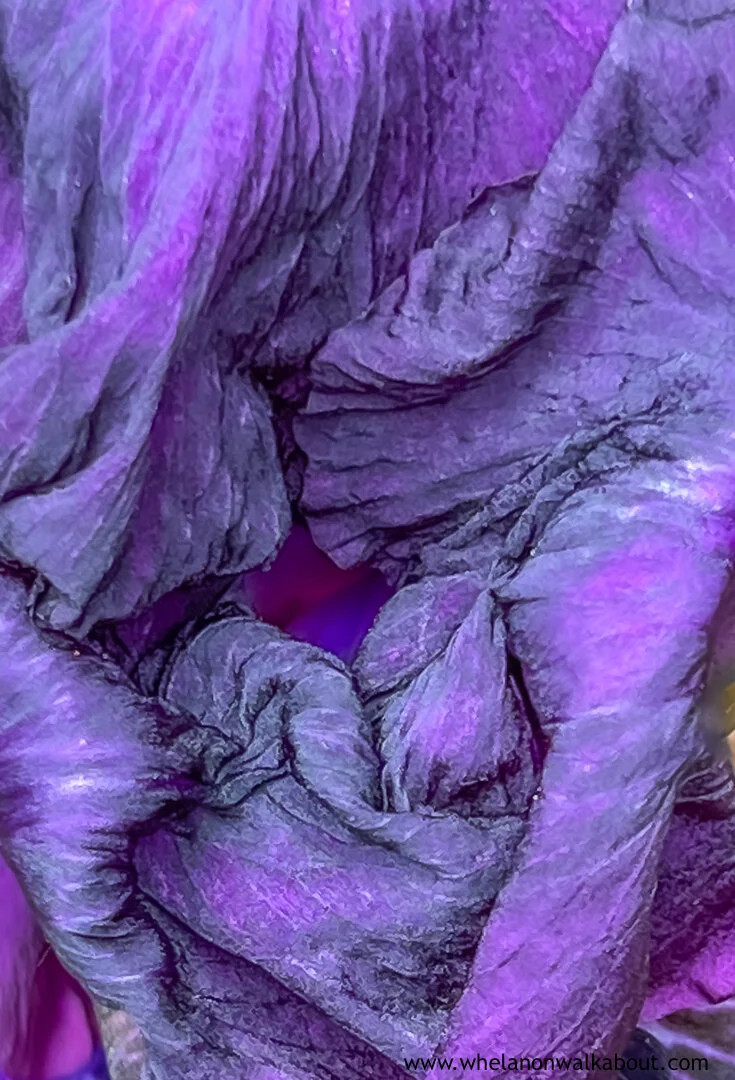 Bees Eye Cynthia A Whelan-534