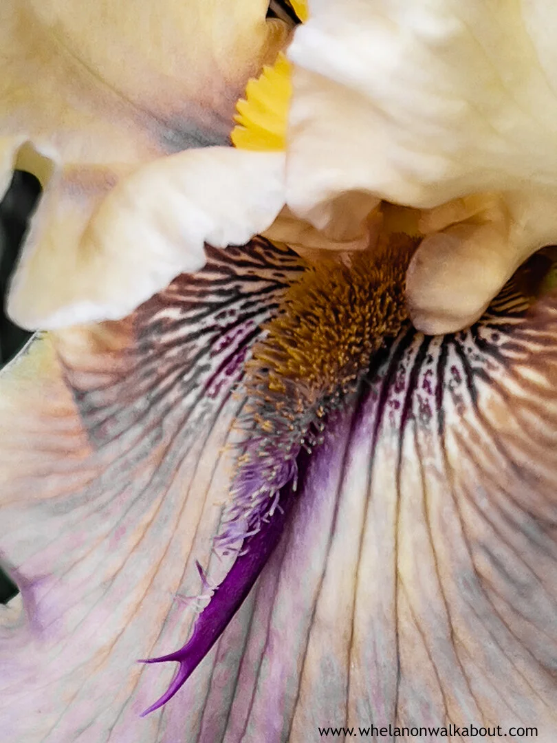 Bees Eye Cynthia A Whelan-532