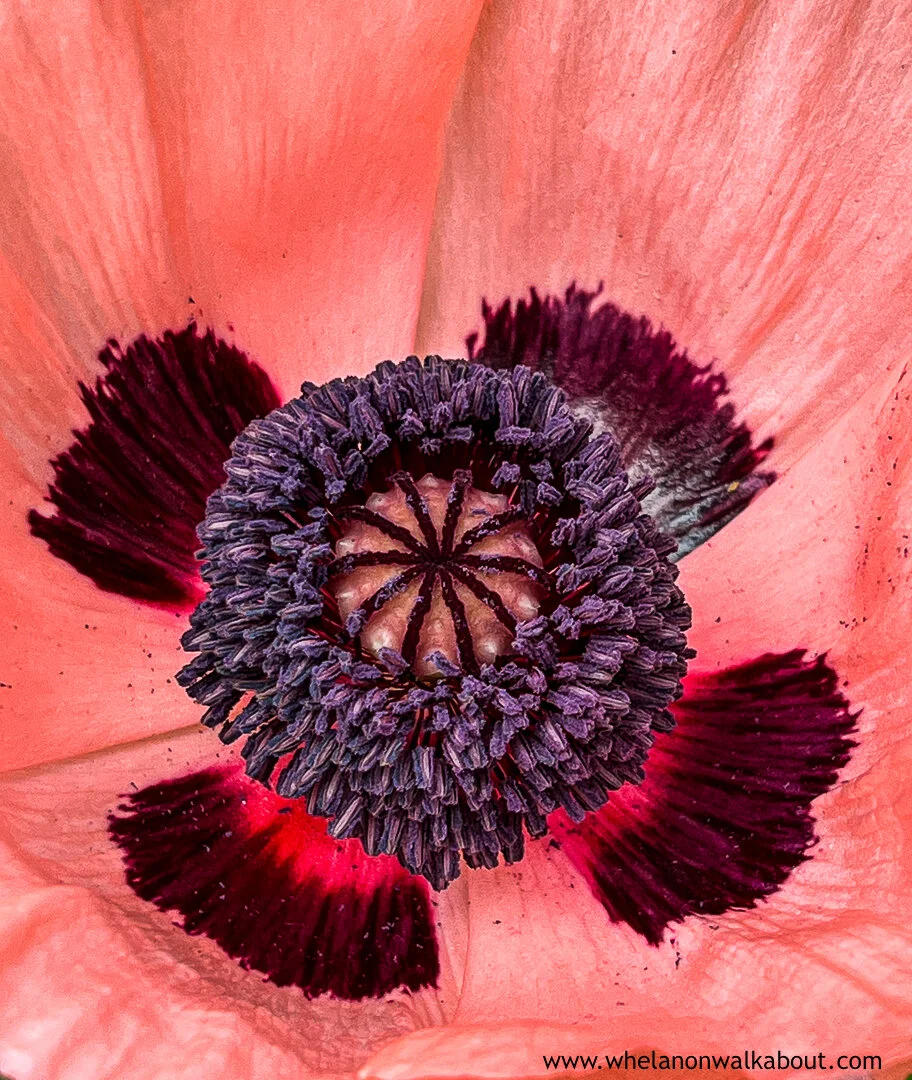 Bees Eye Cynthia A Whelan-535