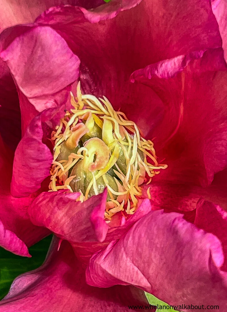 Bees Eye Cynthia A Whelan-527