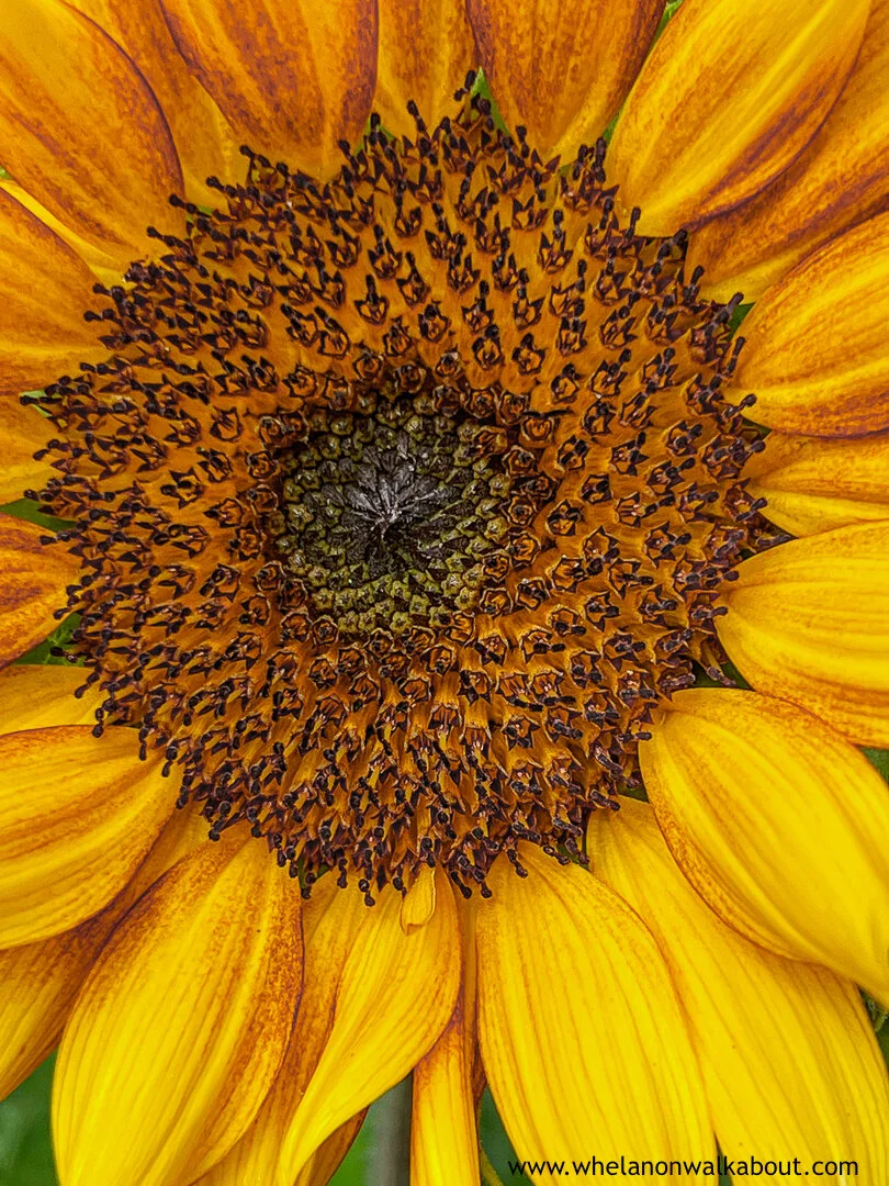 Bees Eye Cynthia A Whelan-529