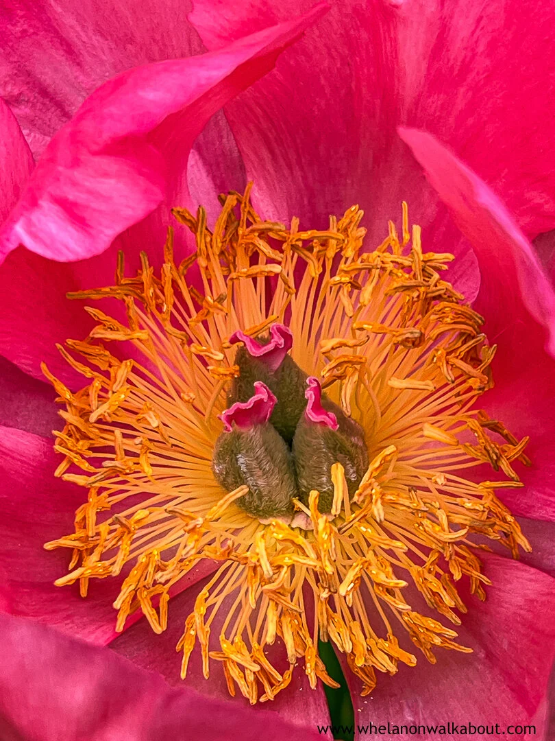 Bees Eye Cynthia A Whelan-533