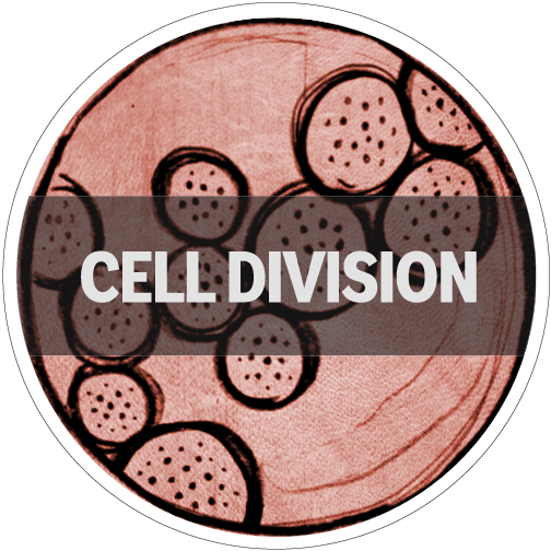 Cell-Division-circle.png