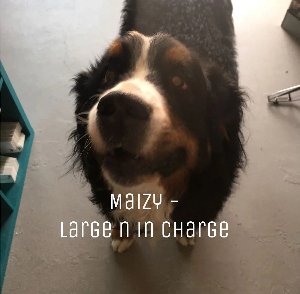 Maizy_Large.jpg