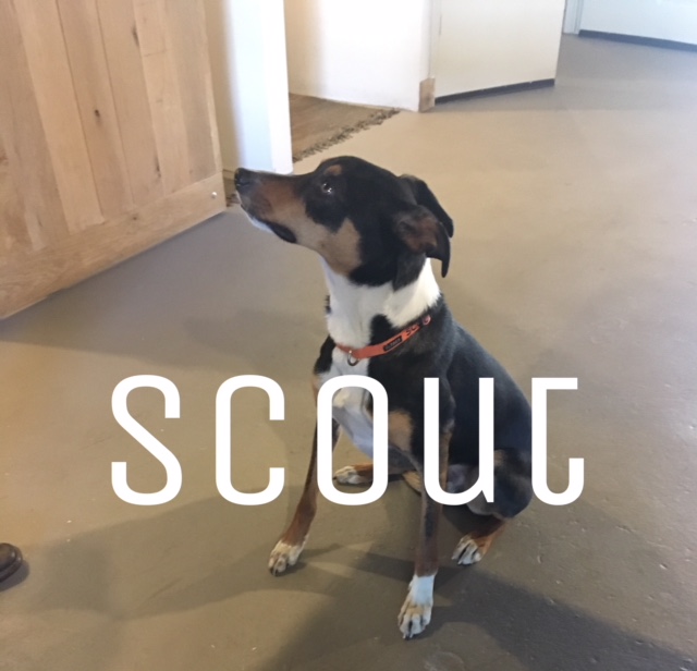 Scout.jpeg