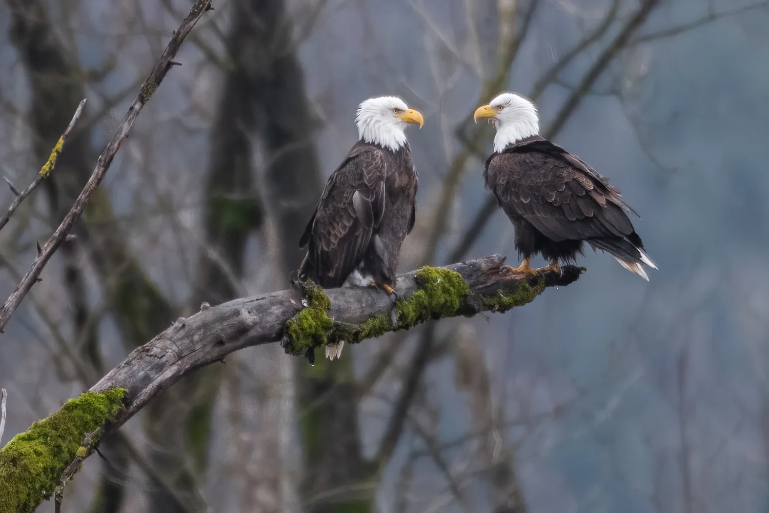 Using Giant Floor Maps to Understand Bald Eagle Populations — OKAGE
