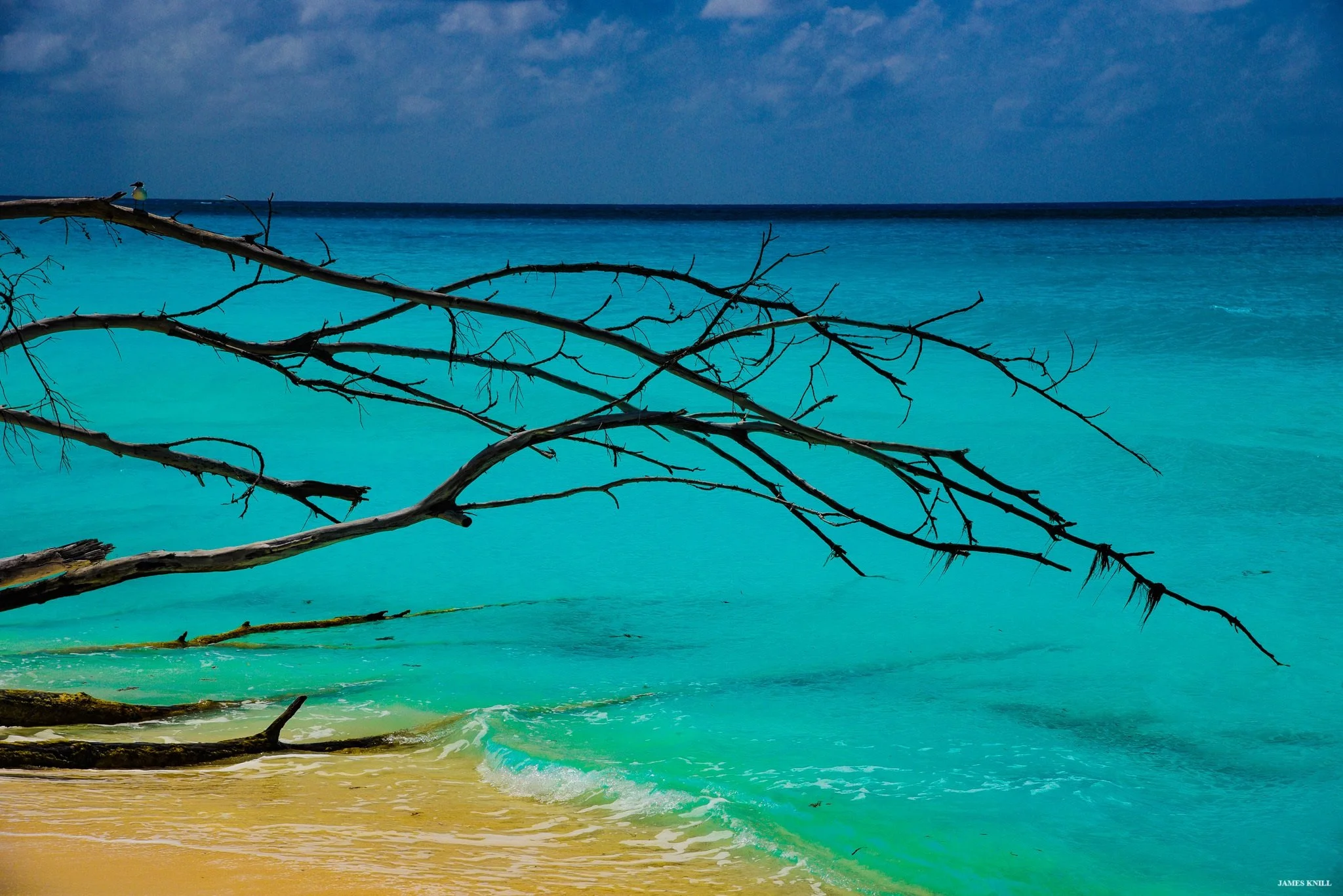 Bimini Branches
