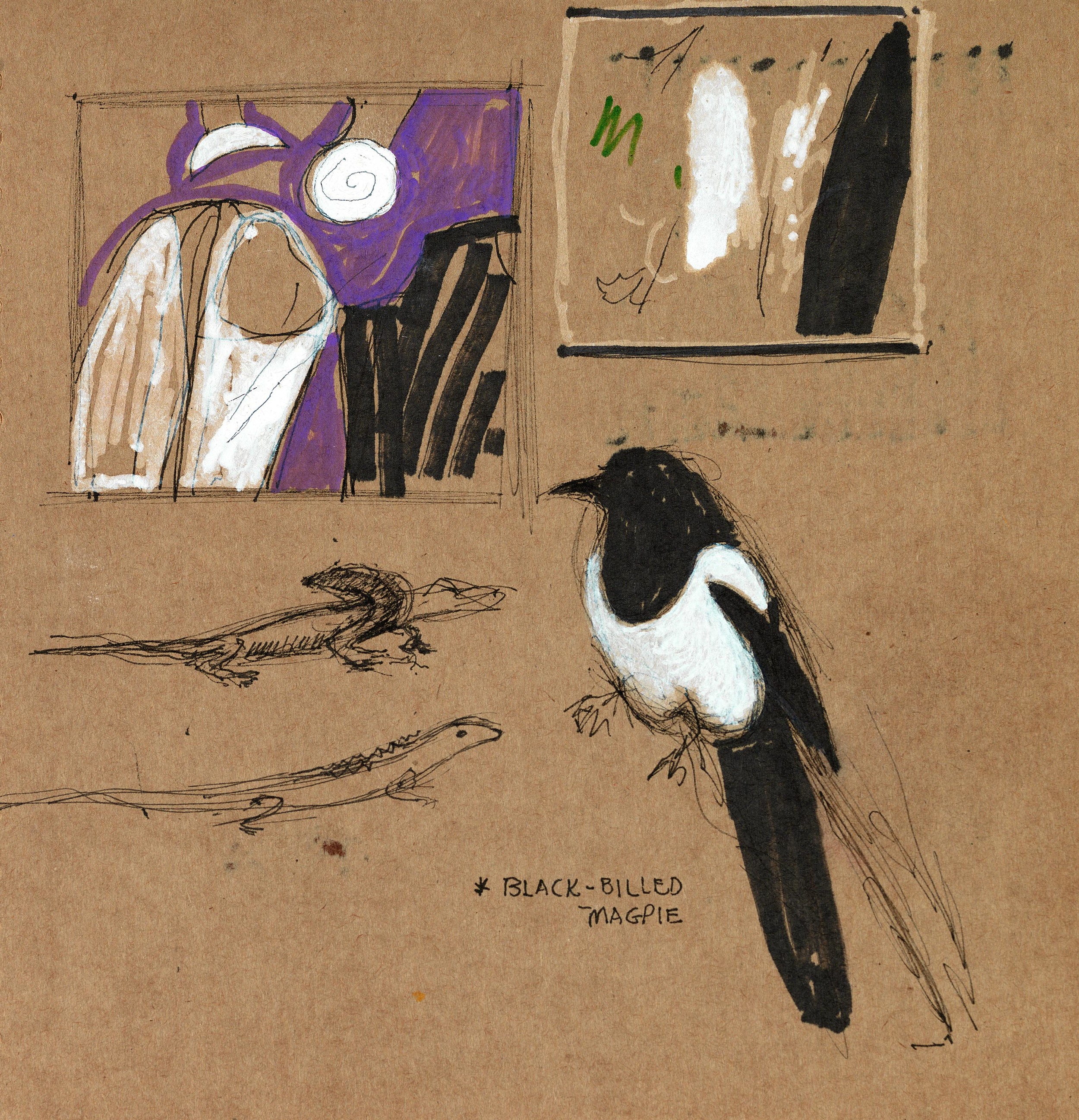 Black-billed Magpie 2012