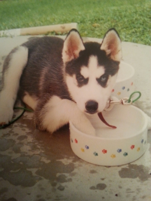 Baby Scout