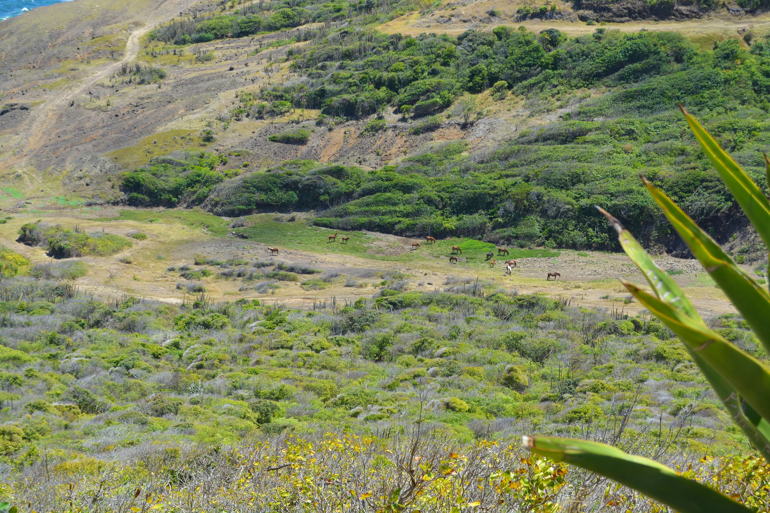 Look close and you'll see the horses in the valley that come from miles away to feed!