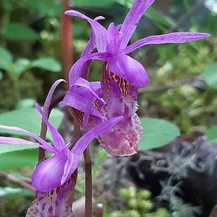 May Mindfulness &amp; Auguries of Innocence