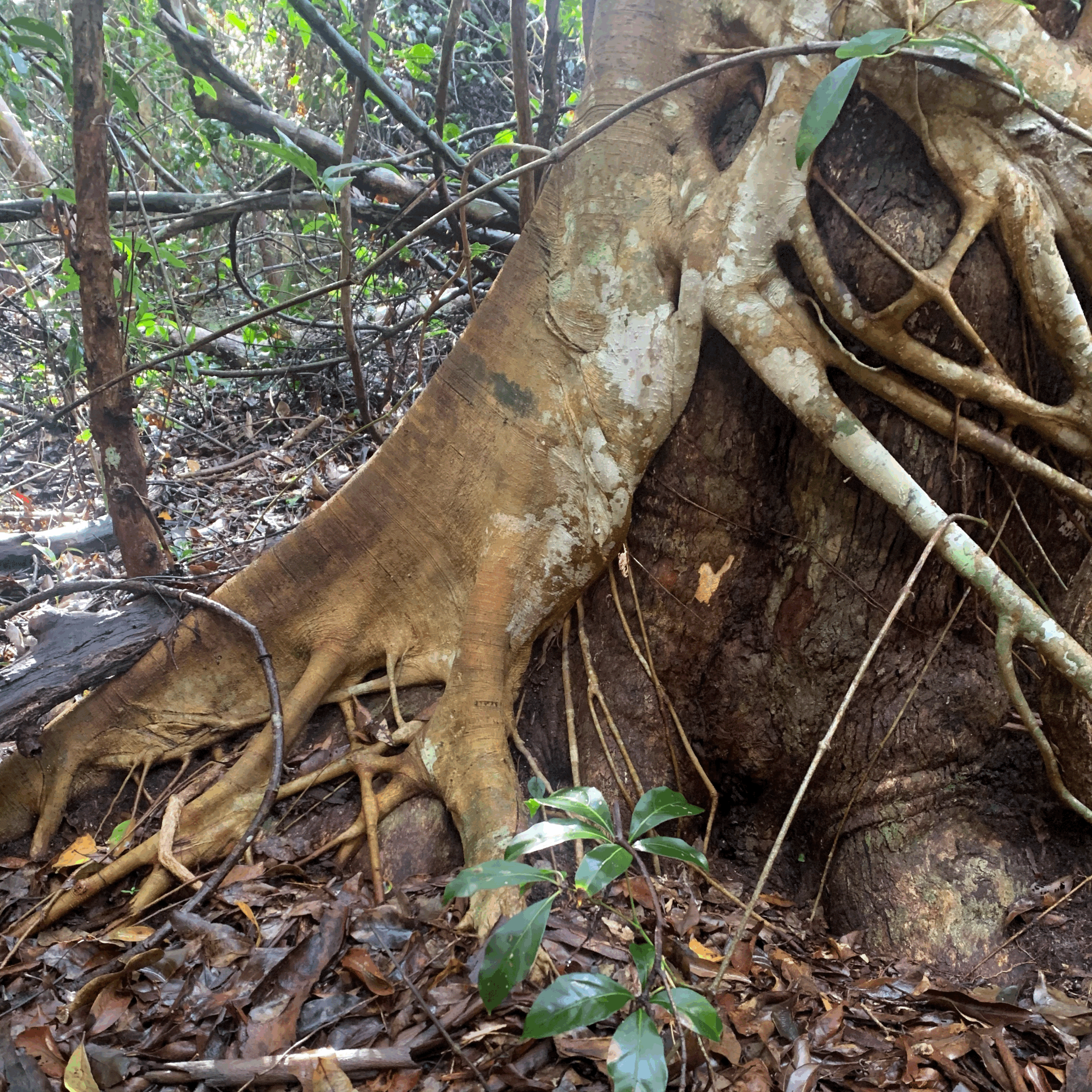 Ecology 101 Intro: 1st August 10-1pm