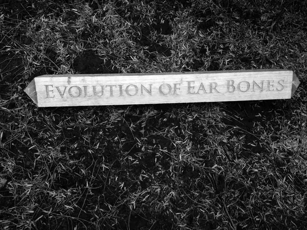evolution of ear bone.jpg