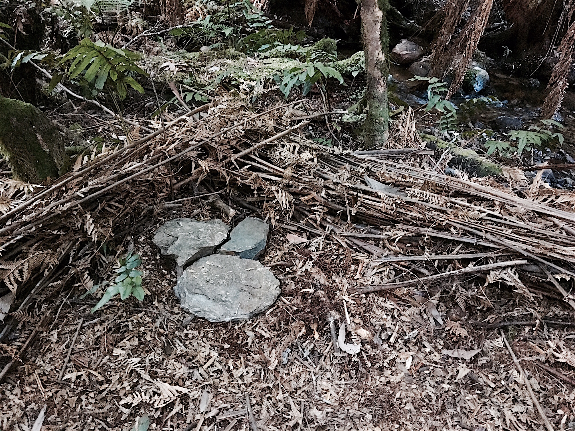 Forest: Form: Found
