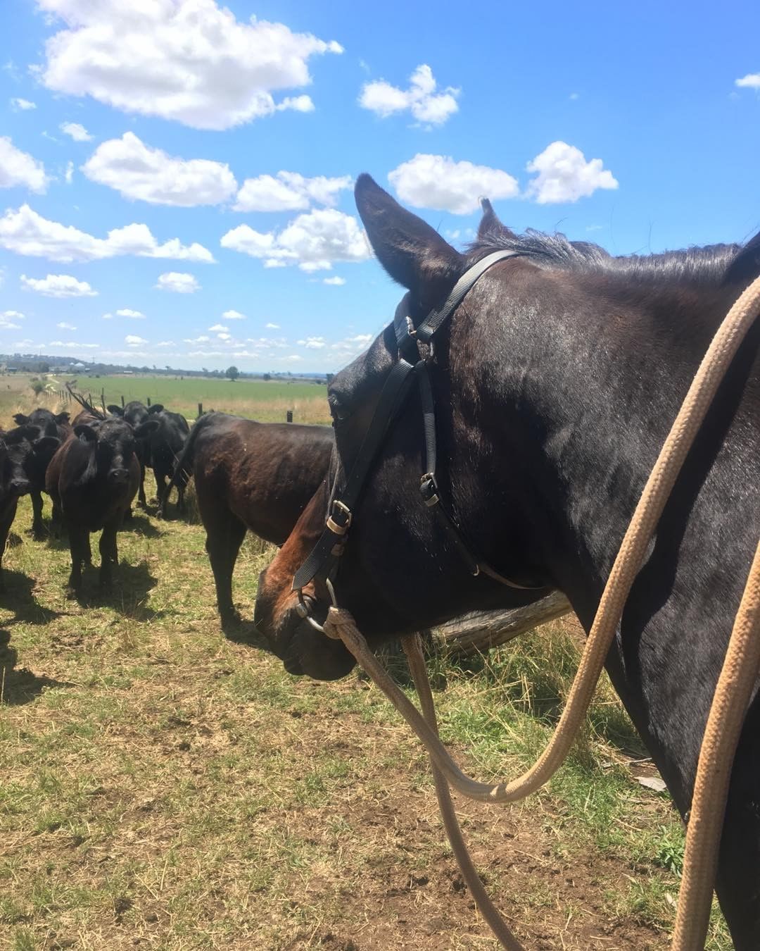 Rhythm and cattle.jpg