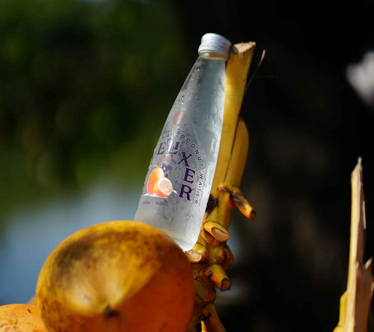 KIT02056.webp