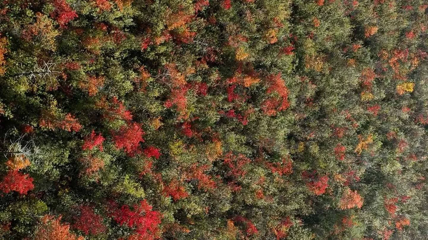 Fall-Services-BG1.jpg