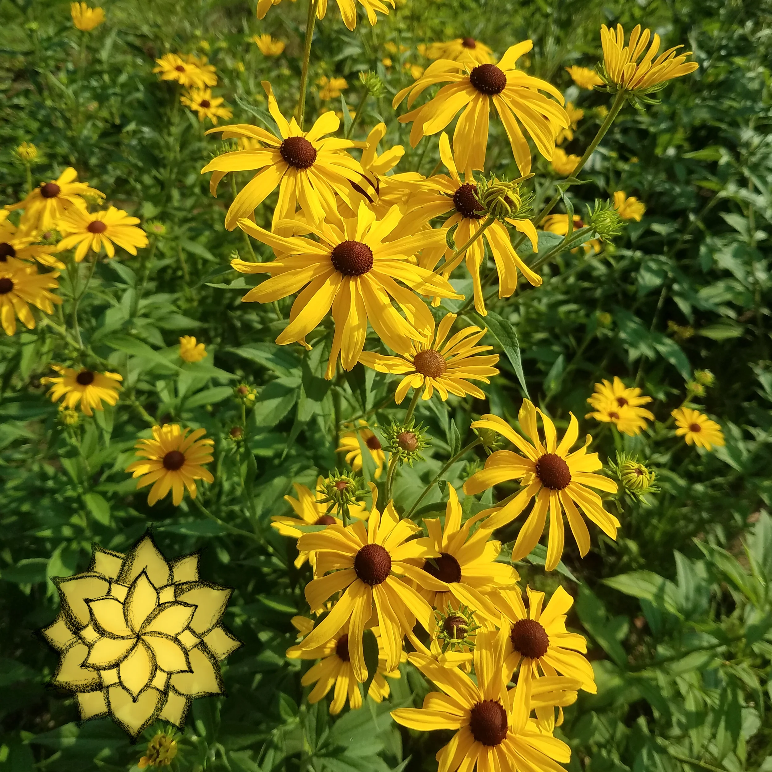 RUDBECKIA-SUB-1X1.jpg