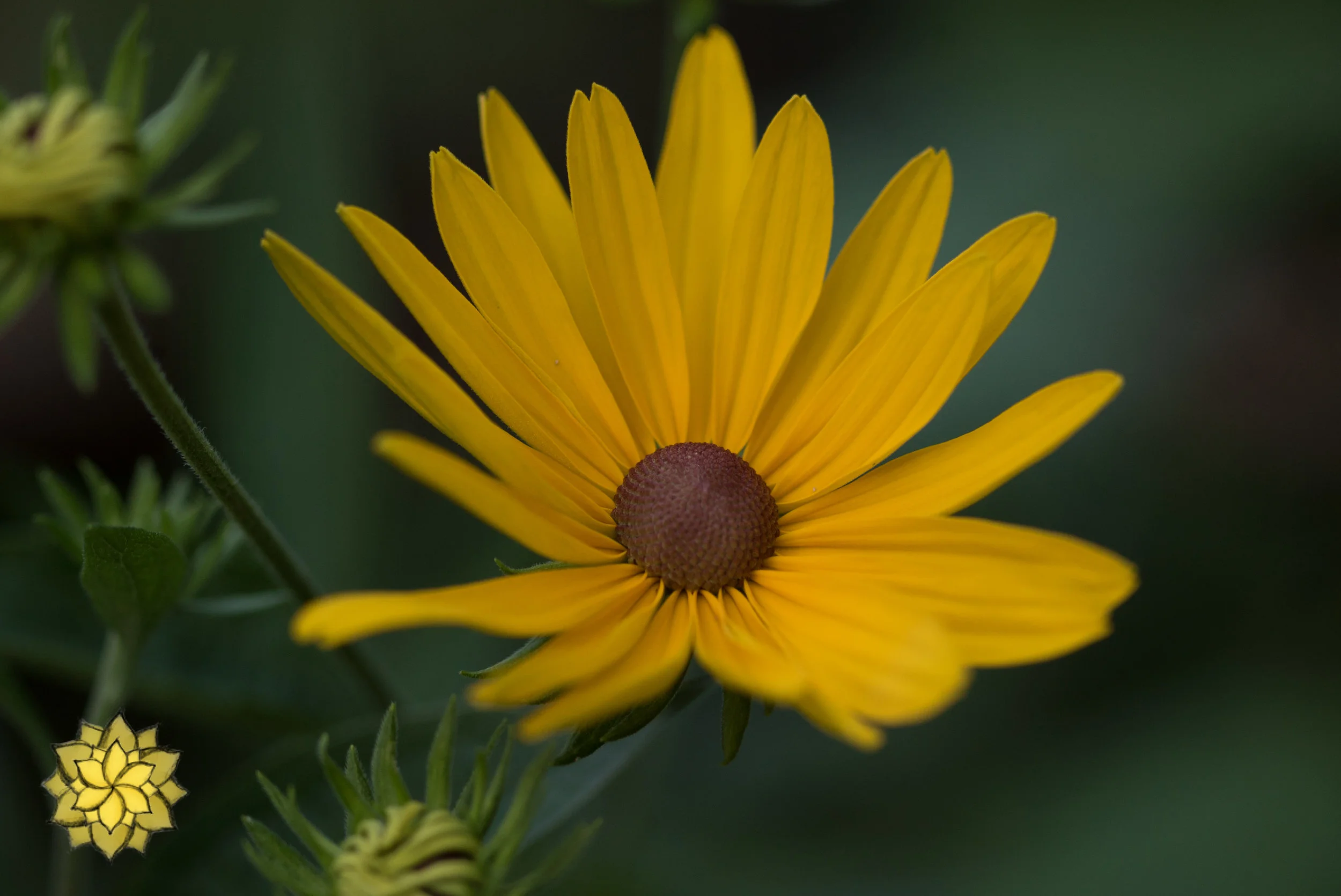 rudbeckia sub 2.jpg
