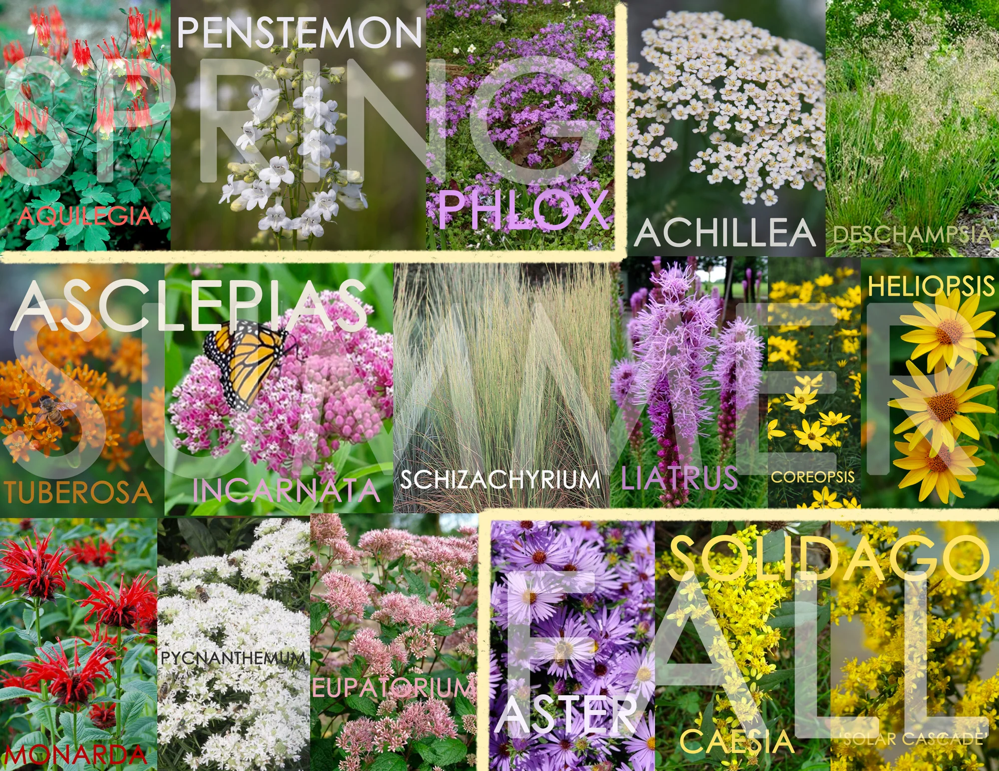 5-Burbanl-Wildflower-Collage.jpg