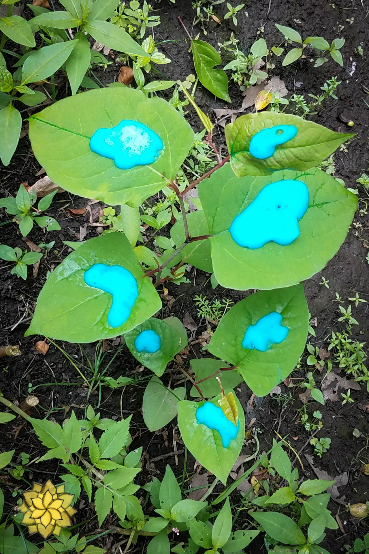20190619_143912-2.jpg