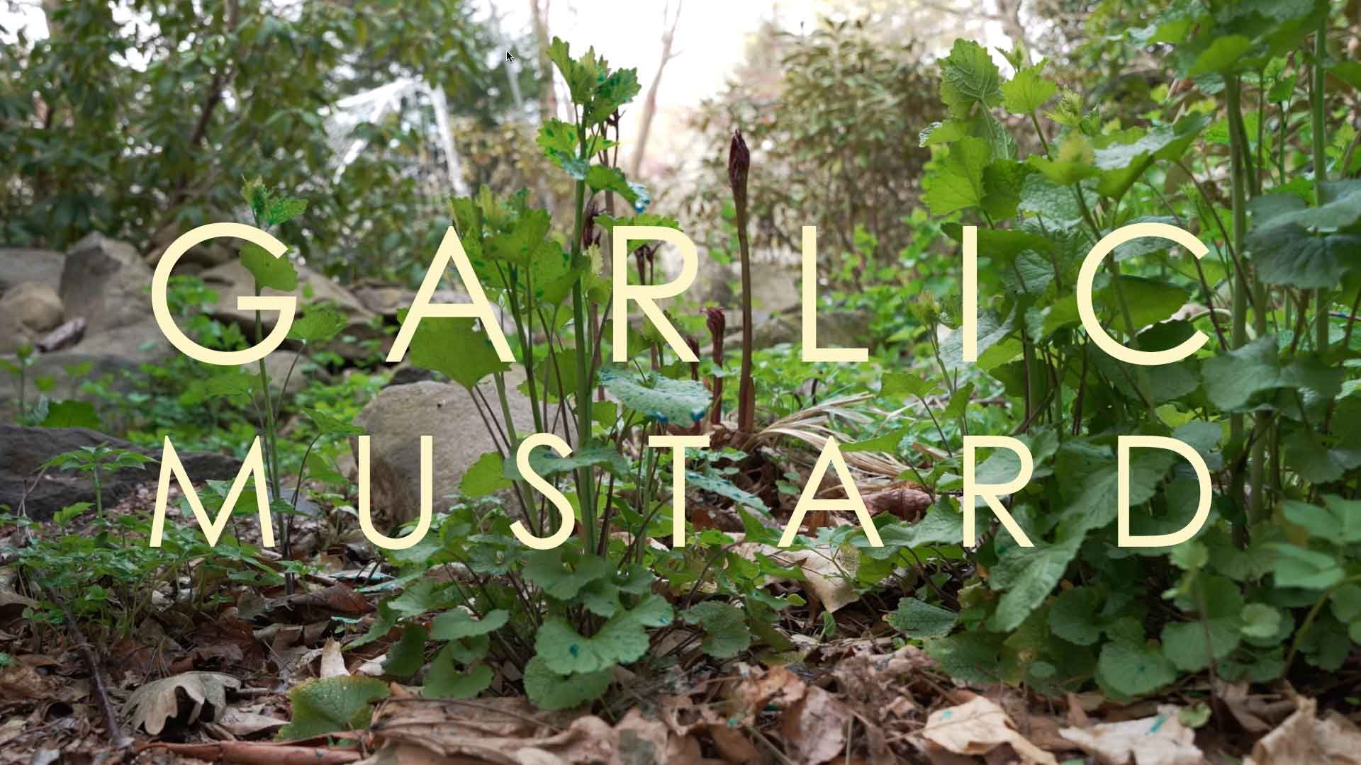 Garlic Mustard - Spring Invasive Plant Management