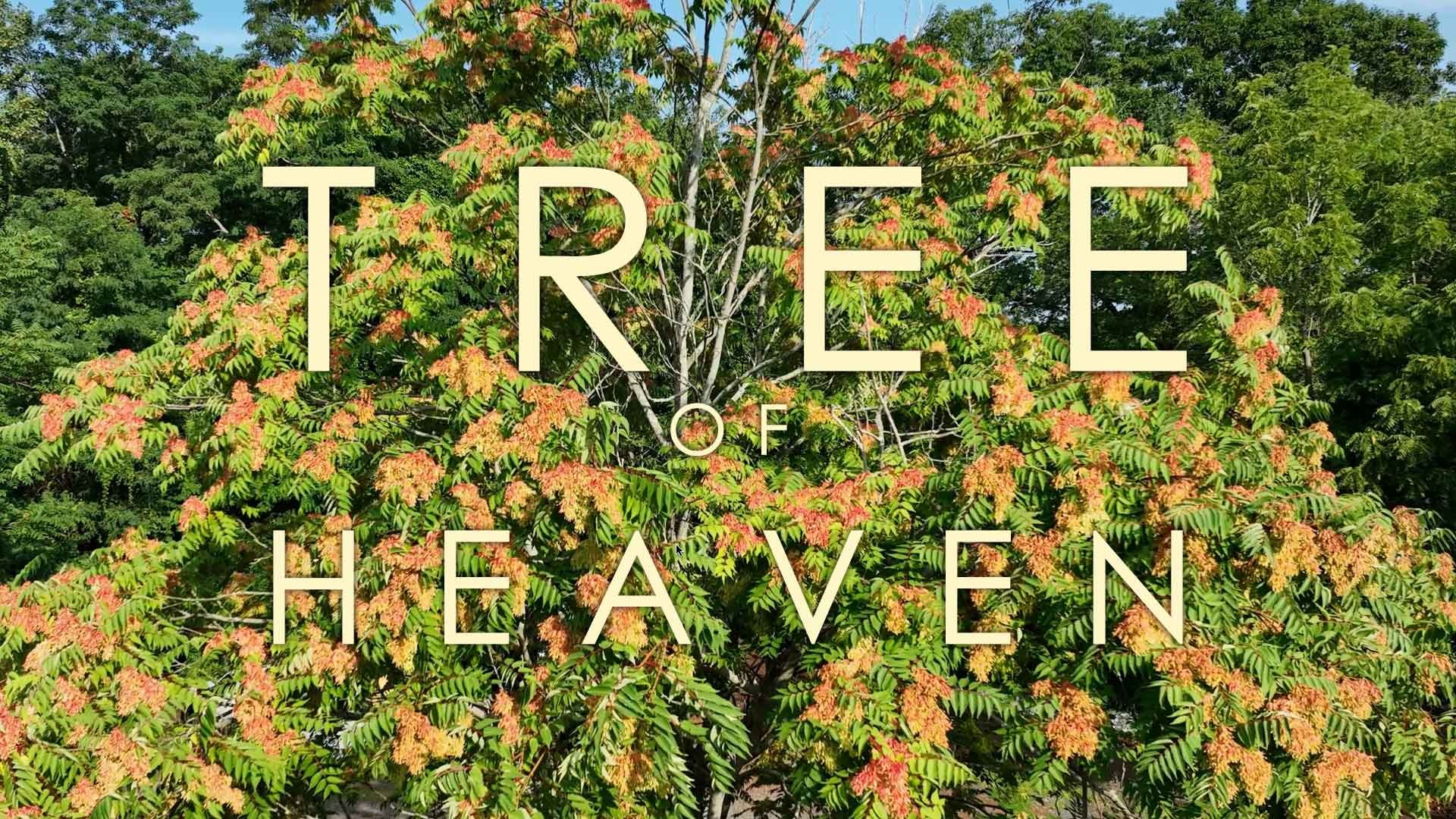 Invasive Plant Management - Tree of Heaven