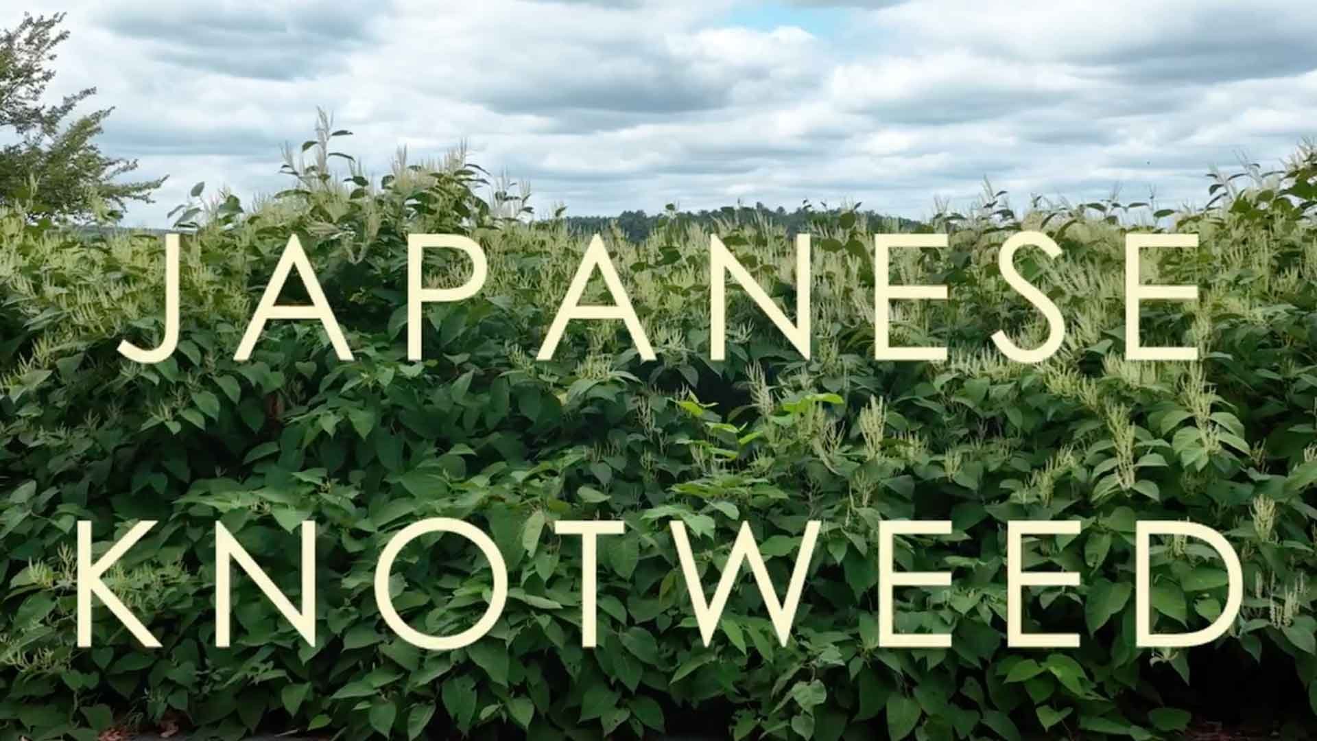 Invasive Plant Management - Japanese Knotweed Overview